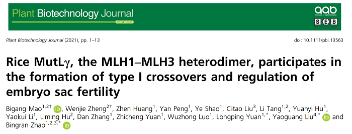 赵炳然团队在水稻雌性育性调控分子机理上取得重要进展