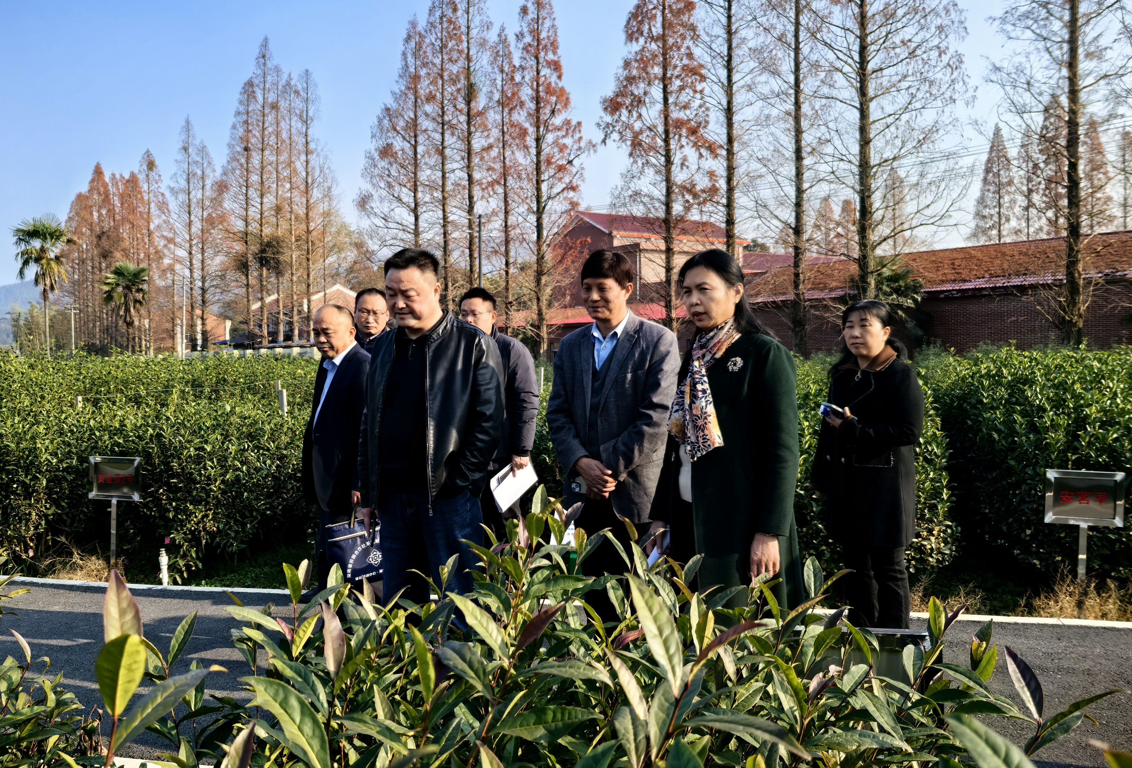 “国家中小叶茶树种质资源圃（长沙）建设项目”顺利通过竣工验收